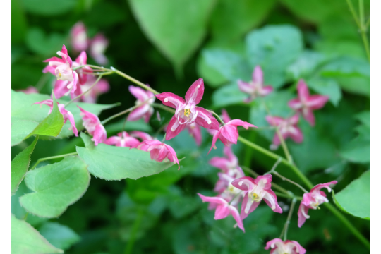 Epimedium